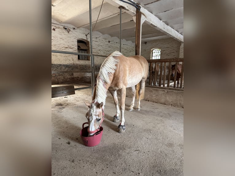 Hafliger Mix Klacz 14 lat 148 cm  in Hameln