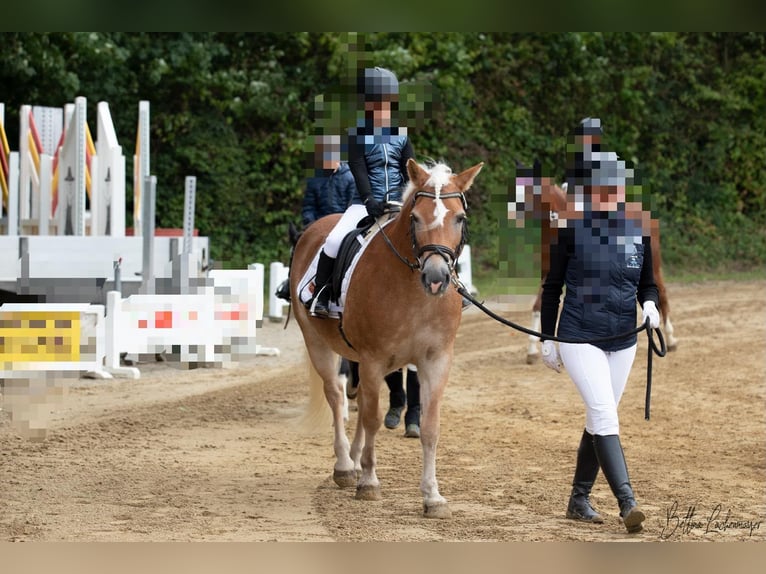 Hafliger Klacz 14 lat  in Günzburg