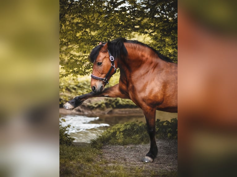 Hafliger Mix Klacz 15 lat 142 cm Gniada in Hagen am Teutoburger Wald