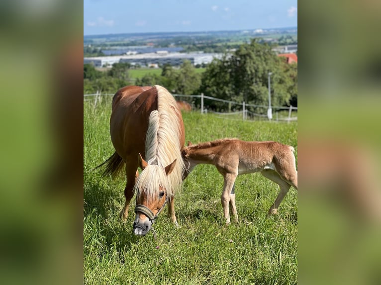 Hafliger Klacz 15 lat 148 cm Kasztanowata in Kupferzell