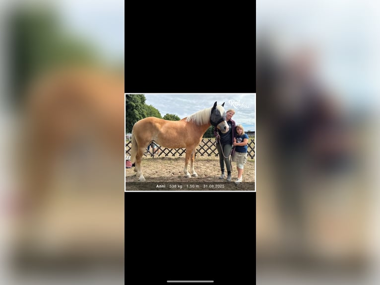 Hafliger Mix Klacz 15 lat 152 cm in Einhausen