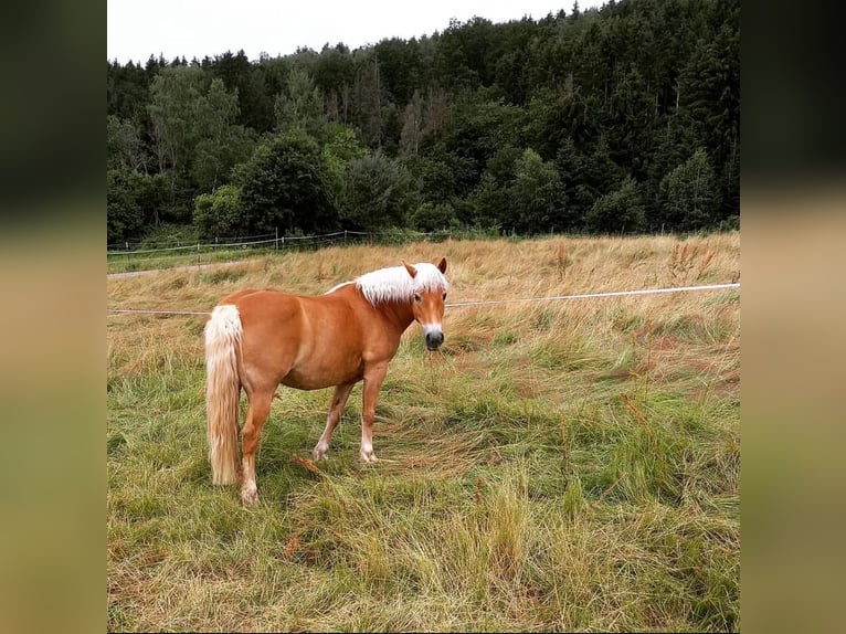 Hafliger Klacz 16 lat 146 cm  in Rieneck