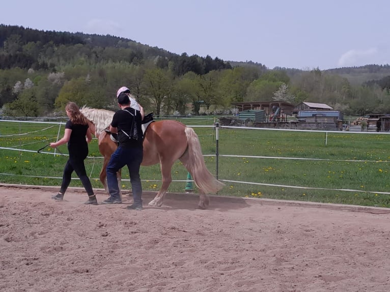 Hafliger Klacz 16 lat 146 cm  in Rieneck