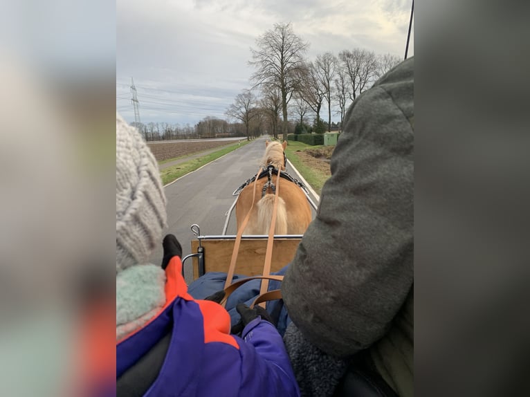 Hafliger Klacz 16 lat 148 cm Bułana in Geeste