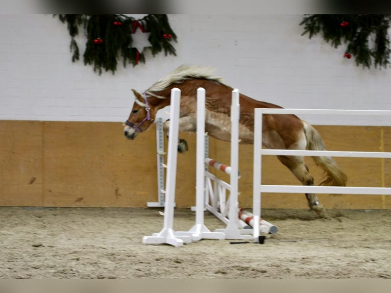 Hafliger Klacz 16 lat 148 cm Kasztanowata in Westerstede