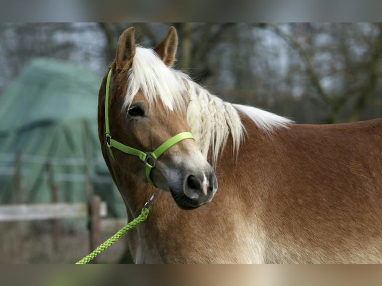 Hafliger Klacz 16 lat 148 cm Kasztanowata in Westerstede