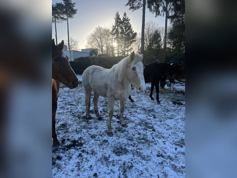 Hafliger Klacz 16 lat 150 cm Izabelowata in Wetteren