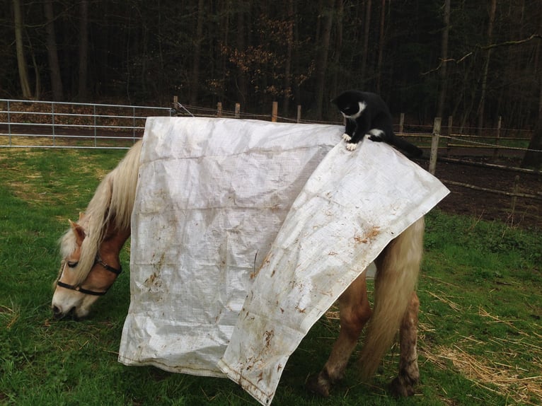Hafliger Klacz 16 lat 150 cm Kasztanowata in Gossersweiler