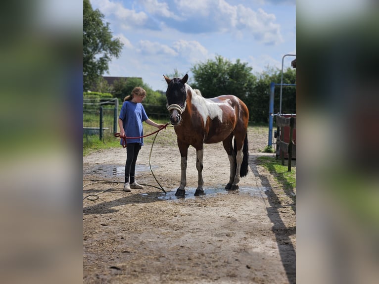 Hafliger Mix Klacz 16 lat 150 cm Srokata in Leer (Ostfriesland)