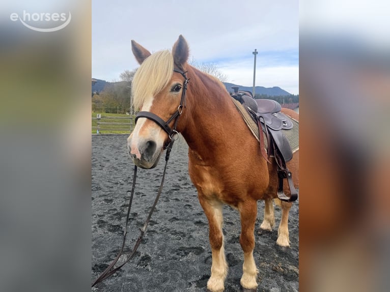 Hafliger Klacz 16 lat 150 cm Szampańska in St. Stefan Im Gailtal