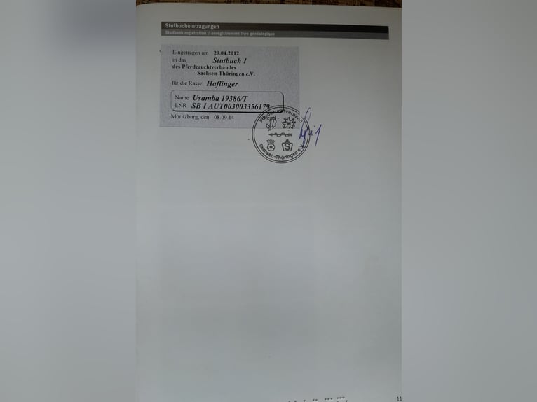 Hafliger Klacz 16 lat 152 cm Kasztanowata in Dittersdorf