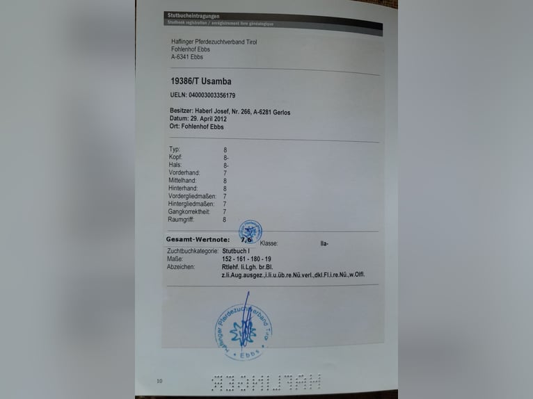 Hafliger Klacz 16 lat 152 cm Kasztanowata in Dittersdorf