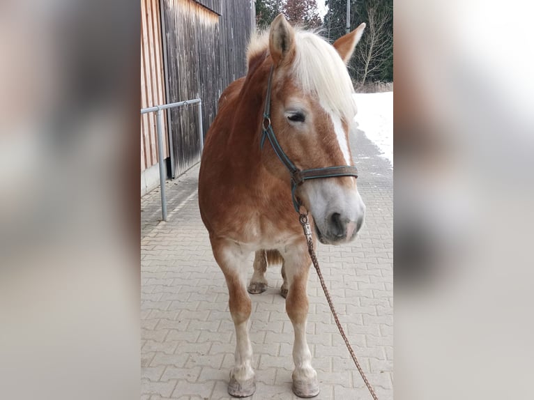 Hafliger Klacz 17 lat 148 cm Kasztanowata in Triftern