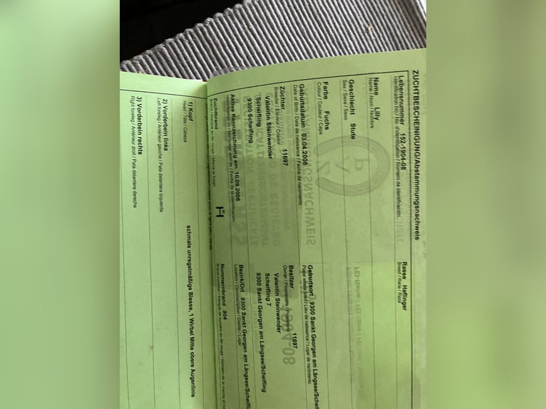 Hafliger Klacz 17 lat 148 cm Kasztanowata in Strassburg