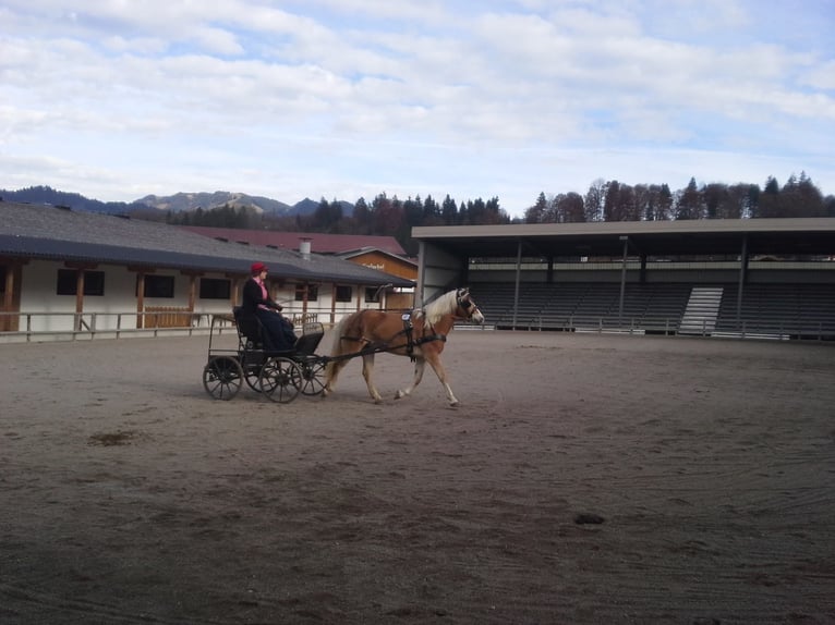 Hafliger Klacz 17 lat 148 cm  in Landeck