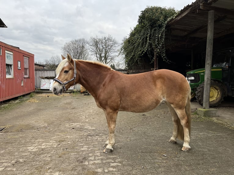 Hafliger Klacz 17 lat 149 cm Kasztanowata in Hilden