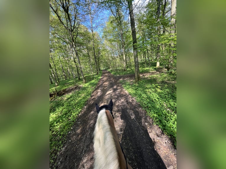 Hafliger Klacz 18 lat 145 cm Jasnogniada in Giengen an der Brenz