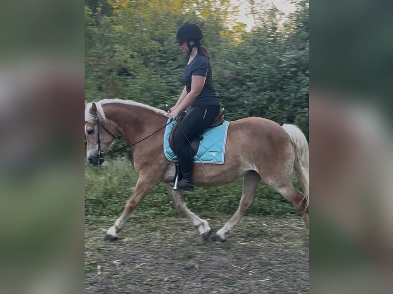 Hafliger Klacz 18 lat 147 cm Kasztanowata in M&#xFC;nster