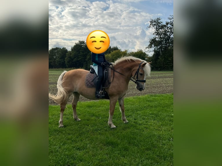 Hafliger Klacz 18 lat 152 cm Izabelowata in Bruchhausen-Vilsen