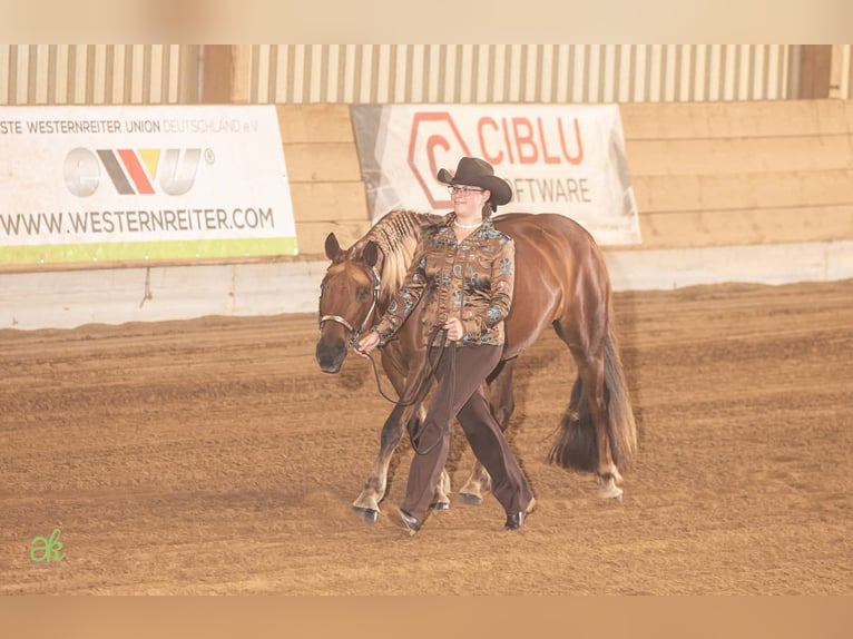 Hafliger Mix Klacz 19 lat 143 cm Kasztanowata in Nidderau