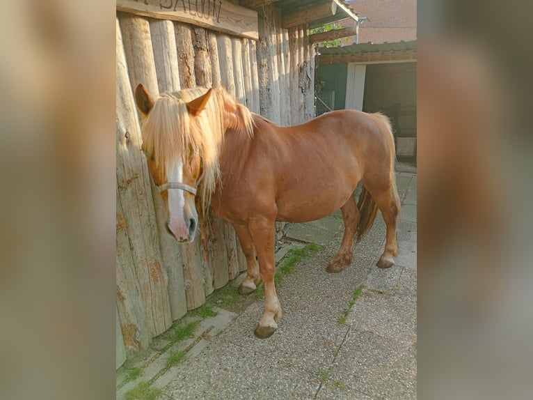 Hafliger Mix Klacz 19 lat 145 cm Kasztanowata in Naumburg