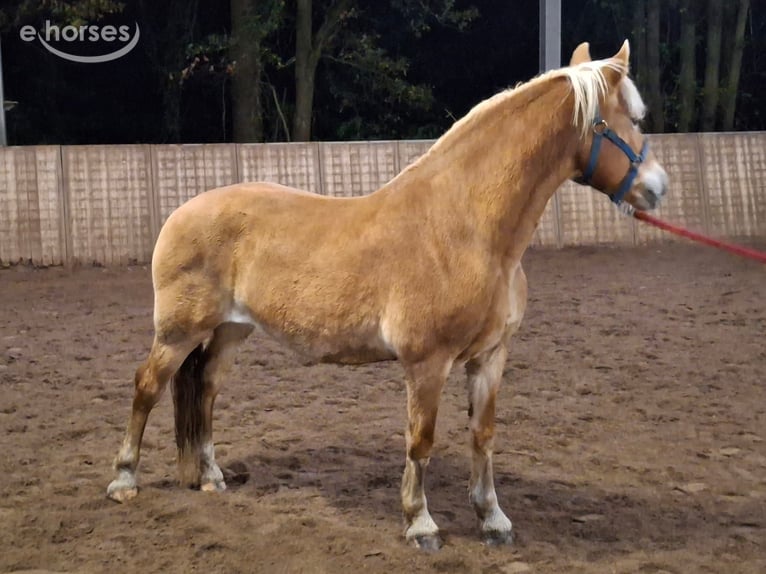 Hafliger Klacz 19 lat 148 cm Kasztanowata in Meinersen