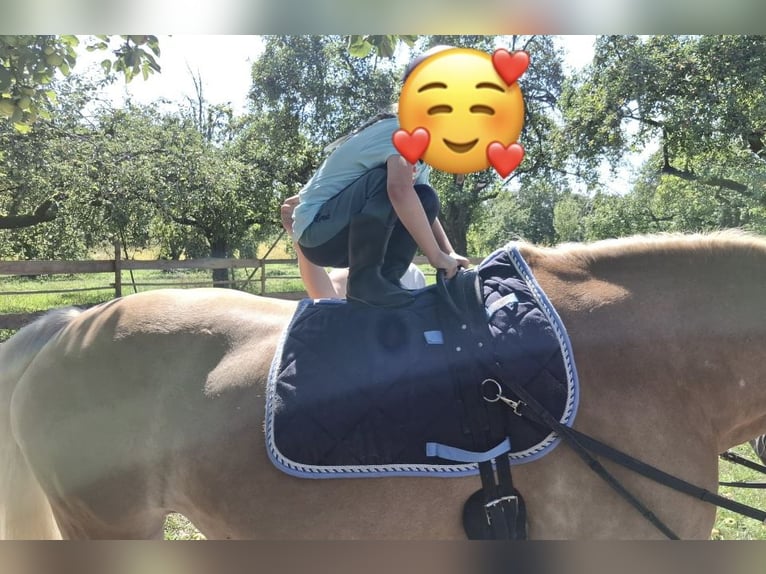 Hafliger Klacz 19 lat 150 cm Kasztanowata in Neunkirchen