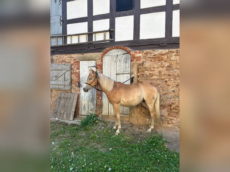 Hafliger Mix Klacz 1 Rok 135 cm in Berga- Wünschendorf