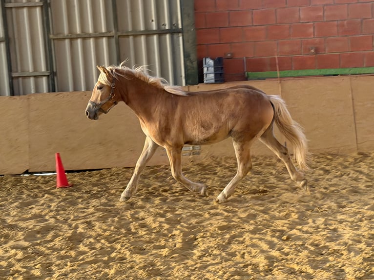 Hafliger Klacz 1 Rok 137 cm Kasztanowata in Bad Wünnenberg