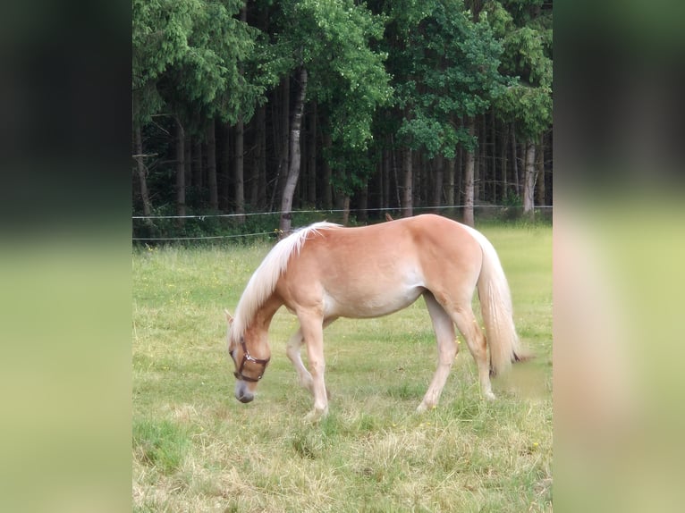 Hafliger Klacz 1 Rok 150 cm Kasztanowata in Altenahr
