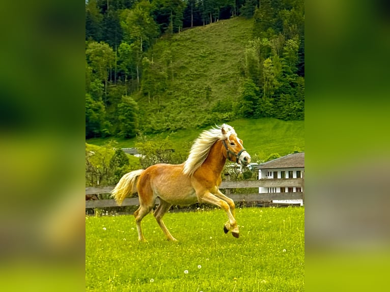 Hafliger Klacz 1 Rok 154 cm Kasztanowata in Mariatal