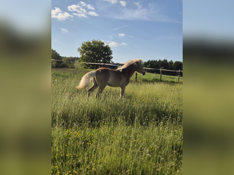Hafliger Klacz 1 Rok Kasztanowata in Bad Münstereifel