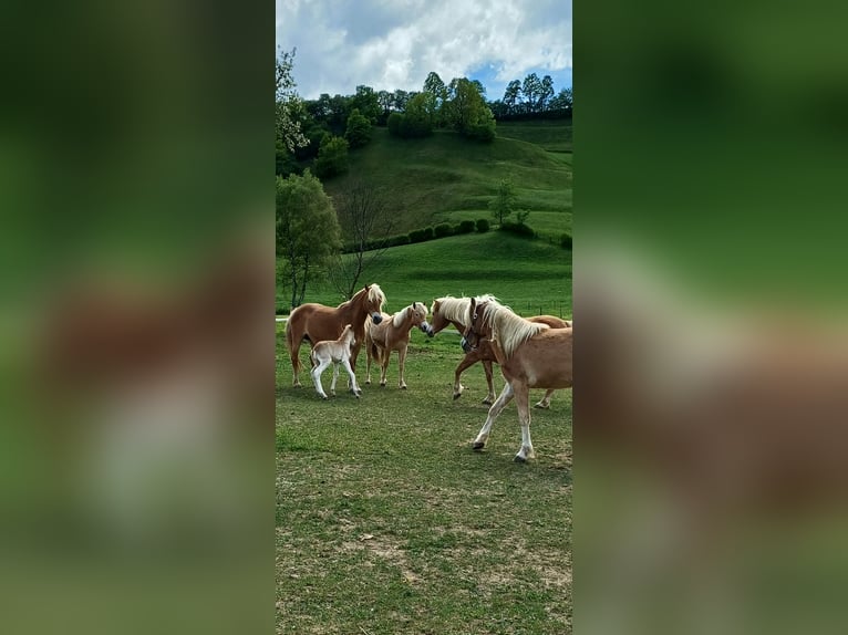 Hafliger Klacz 1 Rok Kasztanowata in Saalfelden