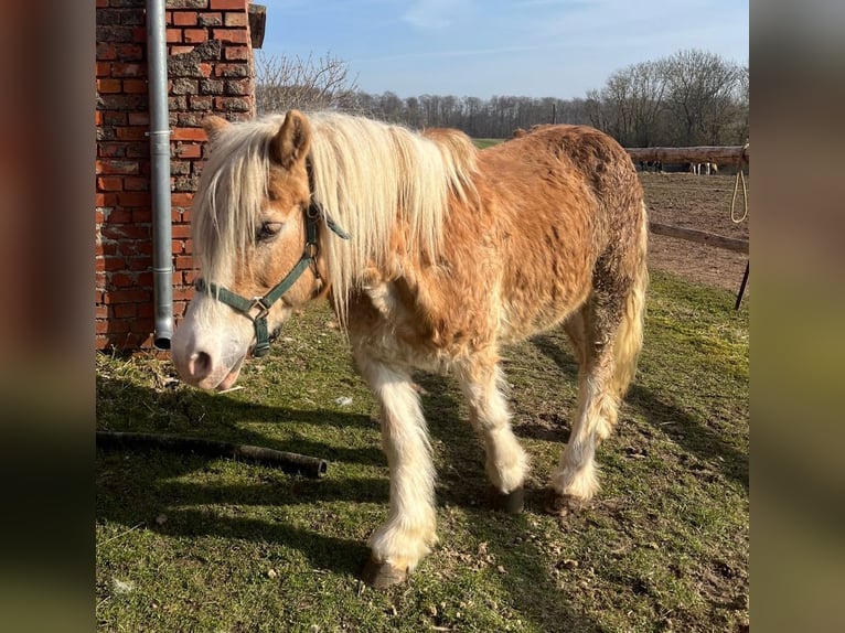 Hafliger Mix Klacz 20 lat 138 cm Kasztanowata in Kaltohmfeld