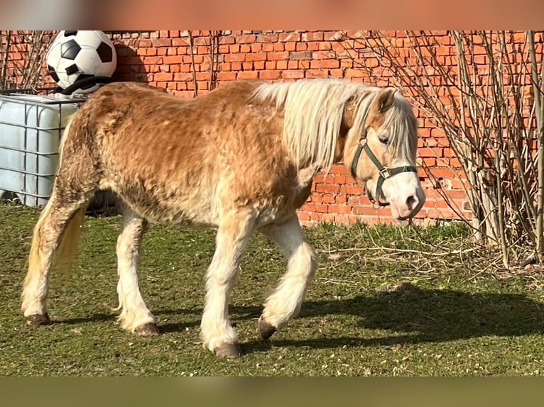 Hafliger Mix Klacz 20 lat 138 cm Kasztanowata in Kaltohmfeld