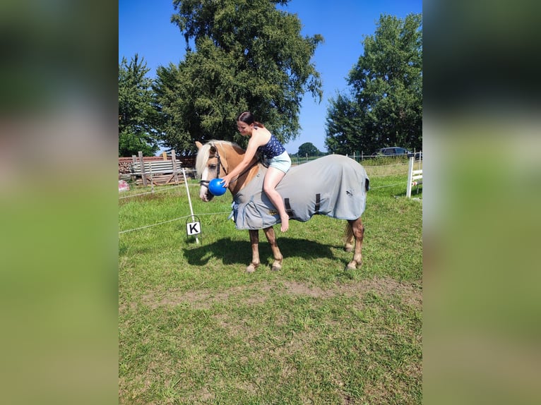 Hafliger Mix Klacz 20 lat 140 cm Bułana in Bergen