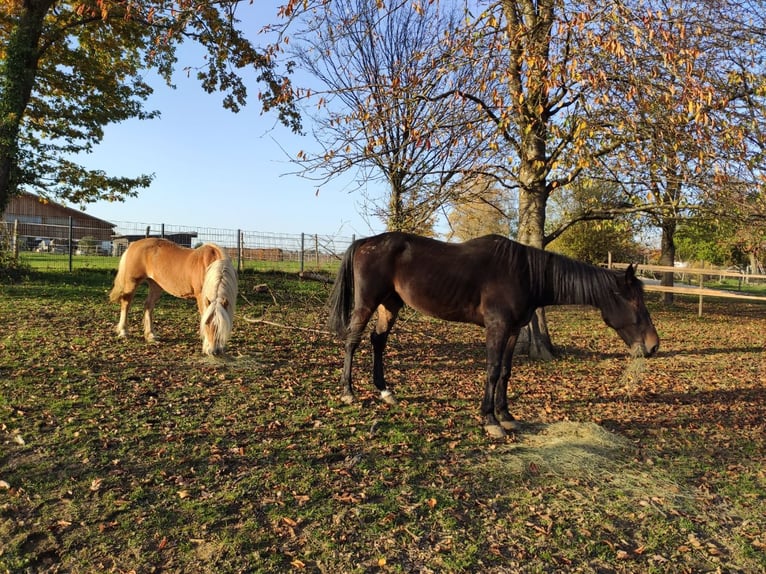 Hafliger Mix Klacz 21 lat 140 cm Kasztanowata in Adelberg
