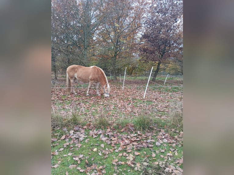 Hafliger Klacz 21 lat 142 cm Kasztanowata in Spiesen-Elversberg