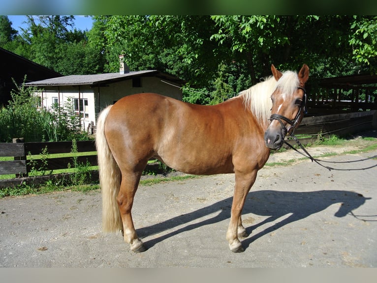 Hafliger Klacz 21 lat 150 cm Kasztanowata in Waldstetten