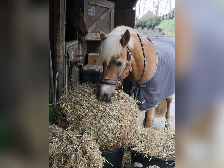 Hafliger Klacz 24 lat 142 cm Kasztanowata in Ratingen