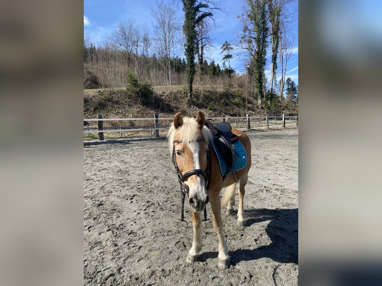 Hafliger Klacz 26 lat 140 cm Kasztanowata in Nenzing Bazul 6