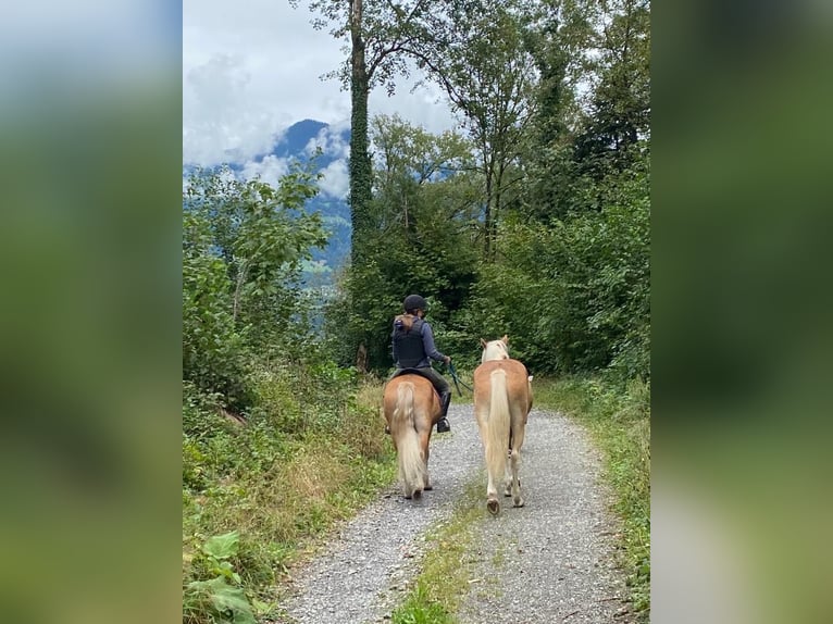 Hafliger Klacz 26 lat 140 cm Kasztanowata in Nenzing Bazul 6