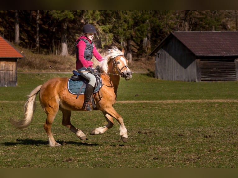 Hafliger Klacz 26 lat 140 cm Kasztanowata in Nenzing Bazul 6