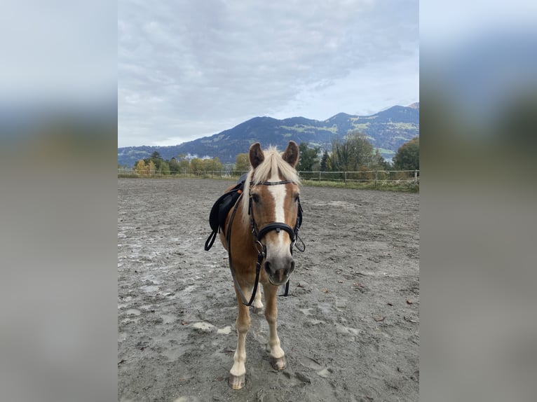 Hafliger Klacz 26 lat 140 cm Kasztanowata in Nenzing Bazul 6