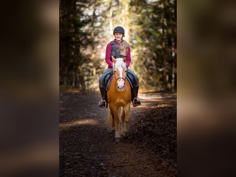 Hafliger Klacz 26 lat 140 cm Kasztanowata in Nenzing Bazul 6