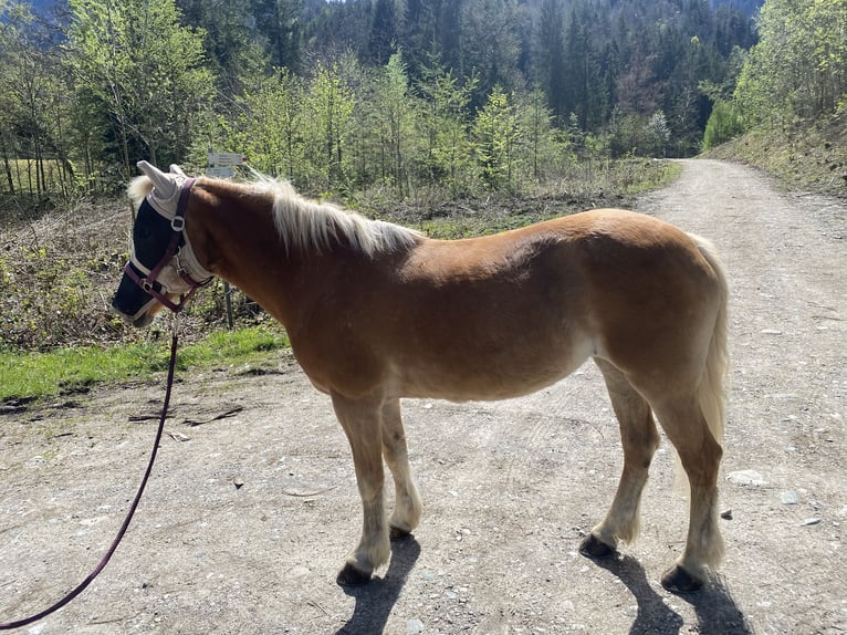 Hafliger Klacz 26 lat 140 cm Kasztanowata in Nenzing Bazul 6