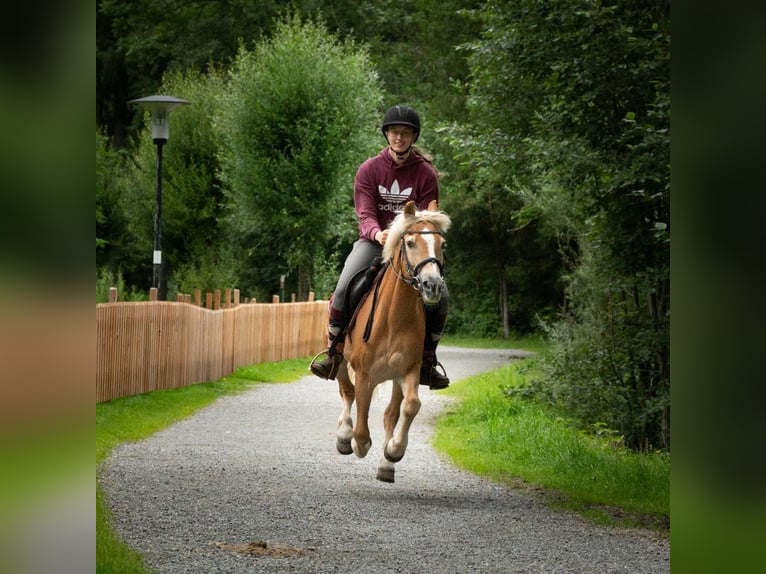 Hafliger Klacz 26 lat 140 cm Kasztanowata in Nenzing Bazul 6