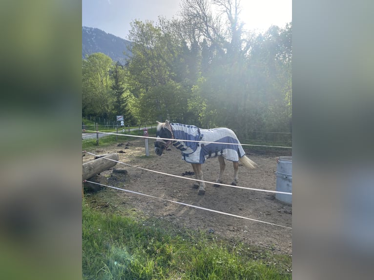 Hafliger Klacz 26 lat 140 cm Kasztanowata in Nenzing Bazul 6