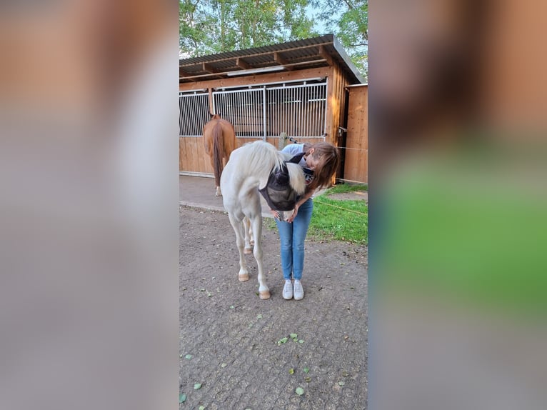 Hafliger Mix Klacz 2 lat 132 cm Bułana in Rheda-Wiedenbr&#xFC;ck