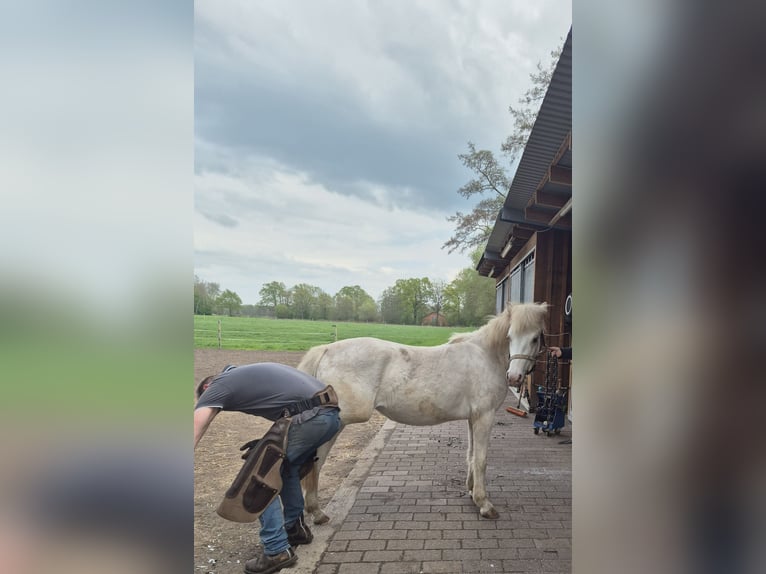 Hafliger Mix Klacz 2 lat 132 cm Bułana in Rheda-Wiedenbr&#xFC;ck